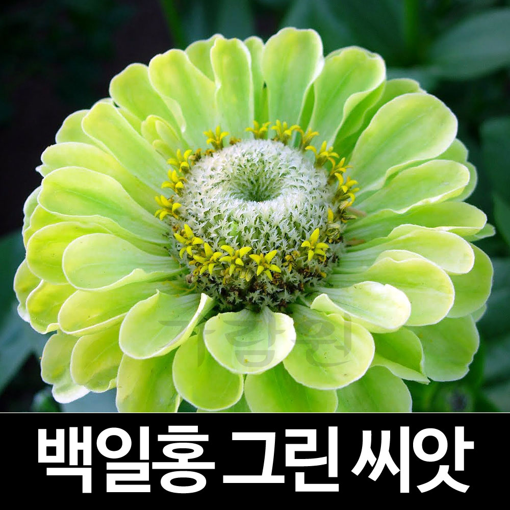 그린 백일홍 씨앗 꽃씨 종자 꽃씨앗 야생화 씨 20알 : 가람원