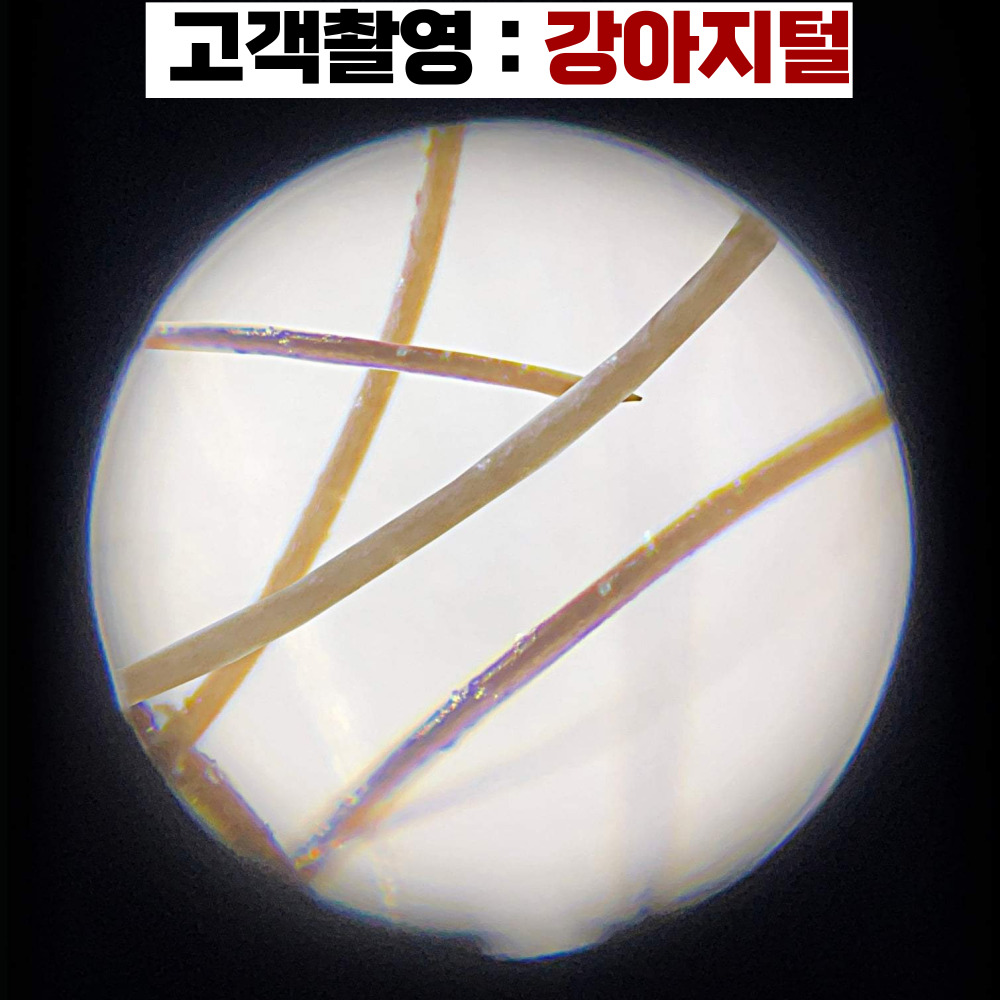 현미경 생물현미경 MICROSCOPE 학교에서 사가는 250배율 광학현미경 이미지 7