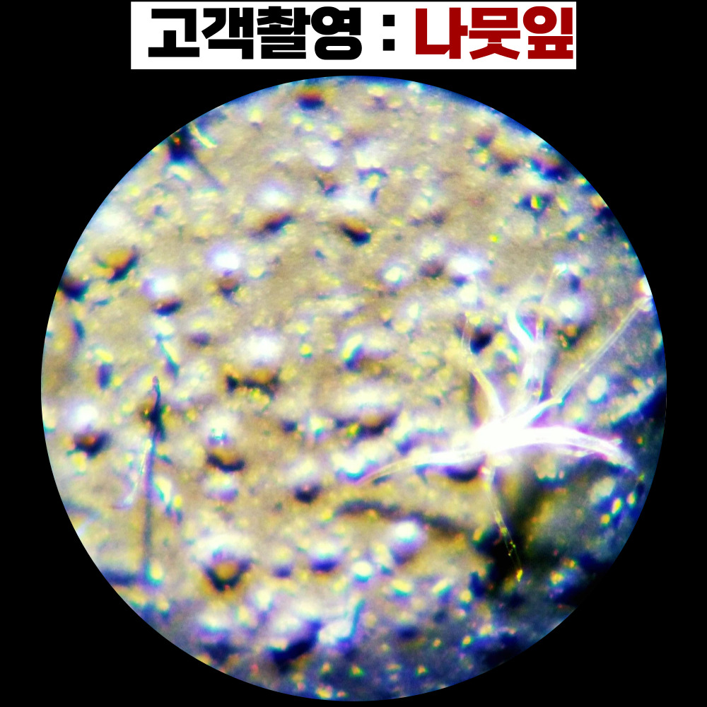 현미경 생물현미경 MICROSCOPE 학교에서 사가는 250배율 광학현미경 이미지 8