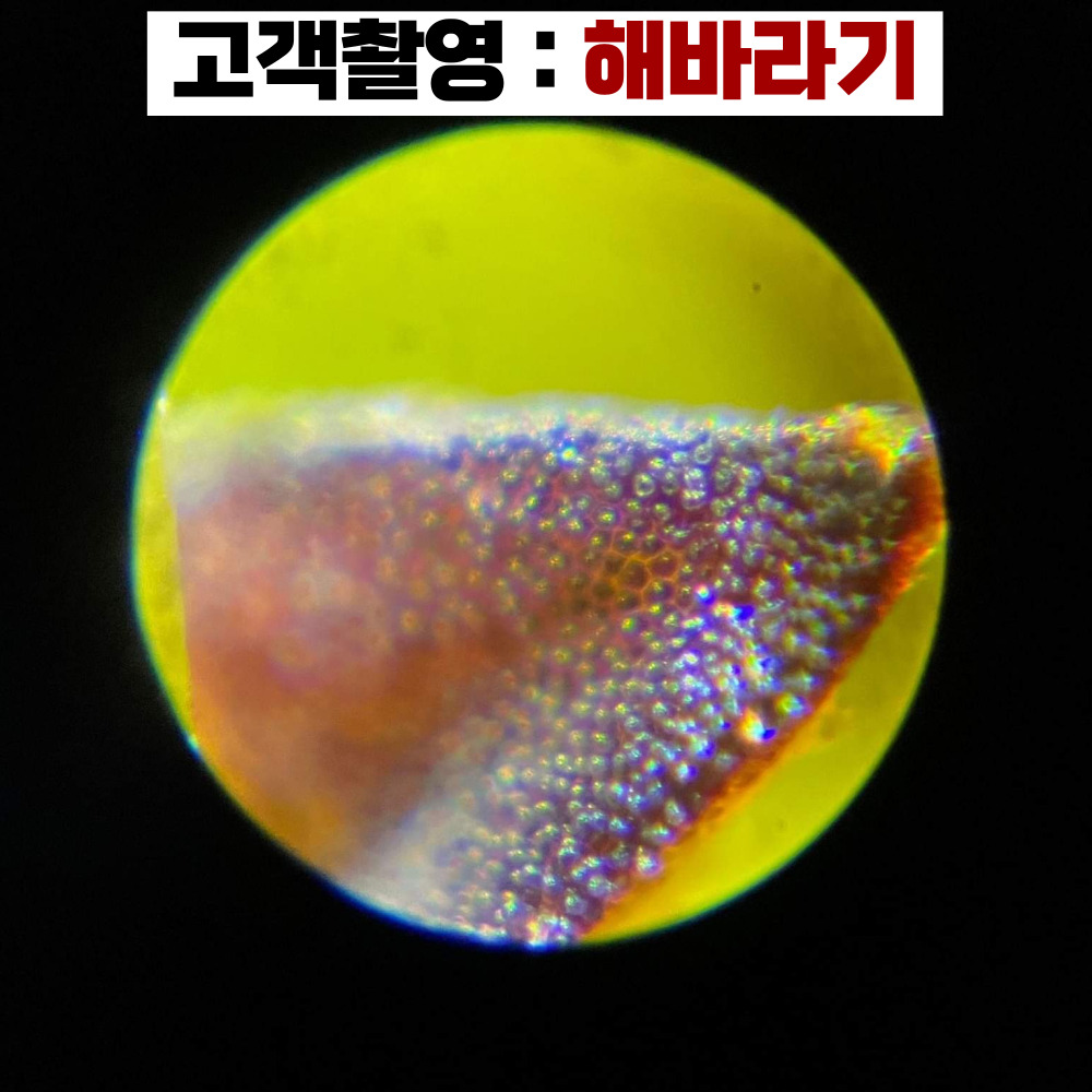 현미경 생물현미경 MICROSCOPE 학교에서 사가는 250배율 광학현미경 - 상세 이미지 3