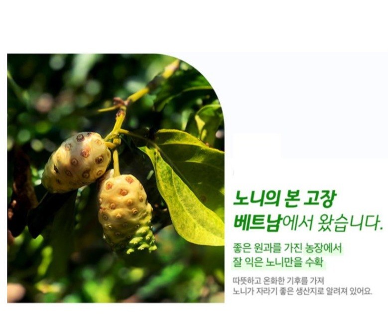 베트남 노니 효능 과립 90포 동결건조 스틱형 다비엣노니 분말 이미지 8