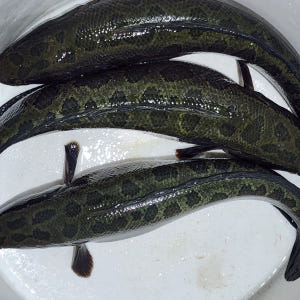 운동선수 산모 기력회복 원기회복 가물치즙 진액 액기스 30포, 1개 맛있게 먹은 솔직 후기 - 상품 이미지 3