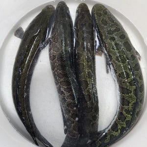 운동선수 산모 기력회복 원기회복 가물치즙 진액 액기스 30포, 1개 맛있게 먹은 솔직 후기 - 상품 이미지 2