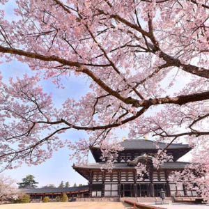 일본 [고베/와카야마/나라 투어] 아리마온천, 구로시오시장, 나라사슴공원... 솔직 후기 | 실사용자 리뷰 분석 - 상품 이미지 3