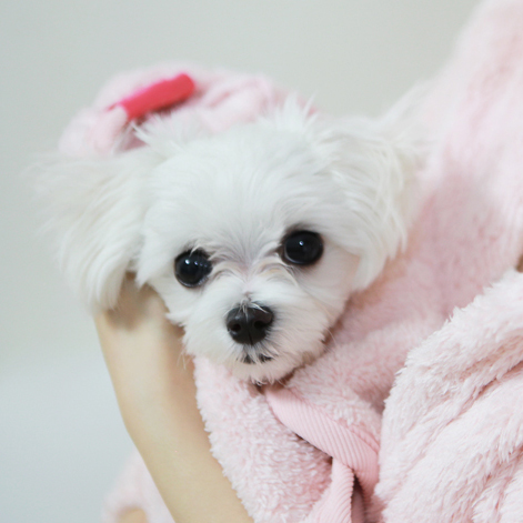 캣츠모리 물먹는목욕가운 강아지가운 고양이 목욕 샤워 펫타올 - 상세 이미지 3