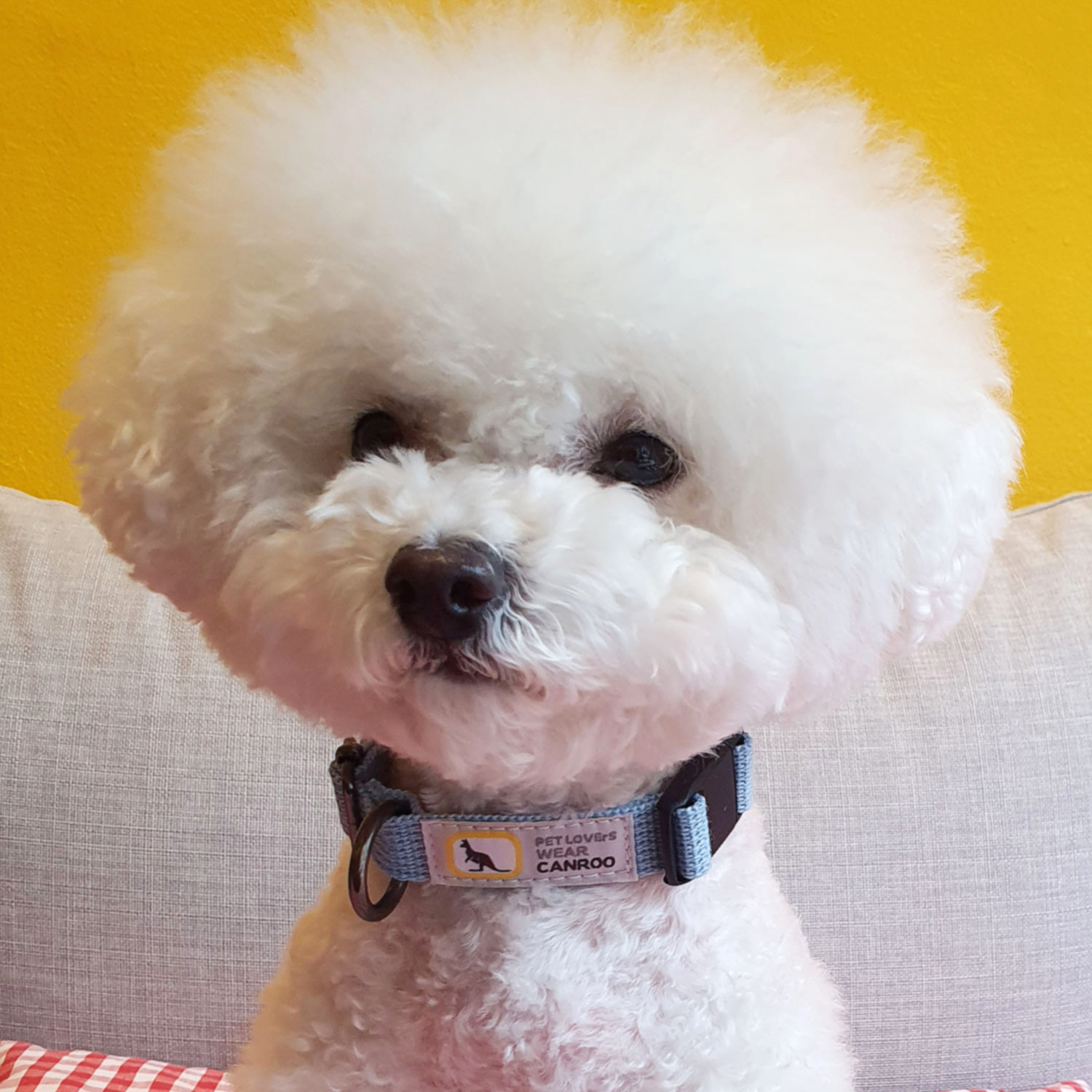 캔루 I형 자석 버클 목줄 강아지 산책줄 소형견 중형견 이미지 8