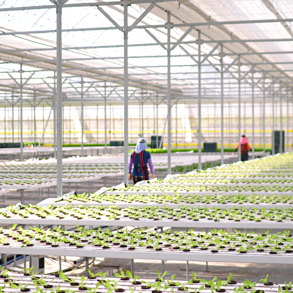 [친환경생산]무농약 샐러드 야채 대용량 믹스 유러피안 샐러드용 채소 정기배송 구독