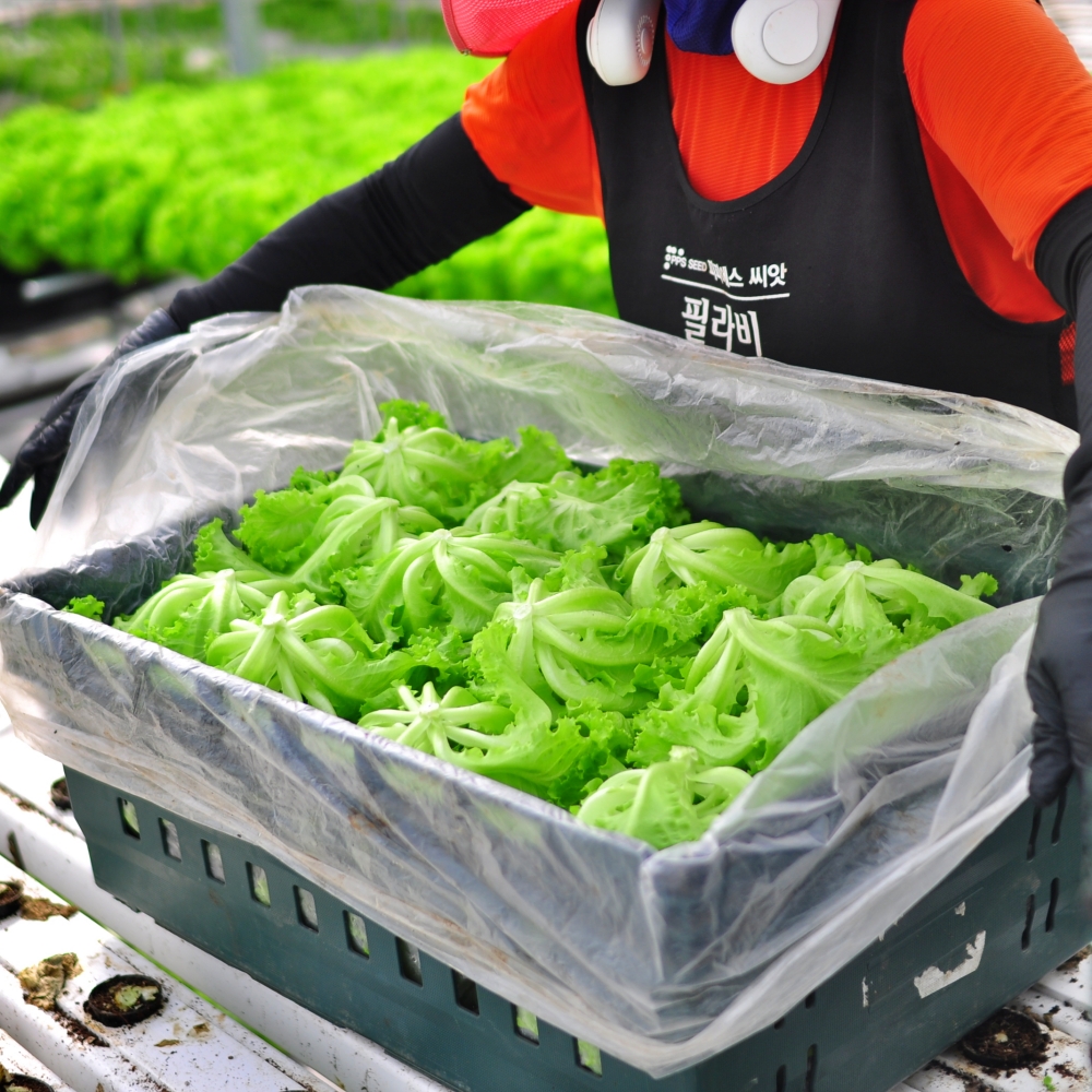 [친환경생산]무농약 샐러드 야채 대용량 믹스 유러피안 샐러드용 채소 정기배송 구독
