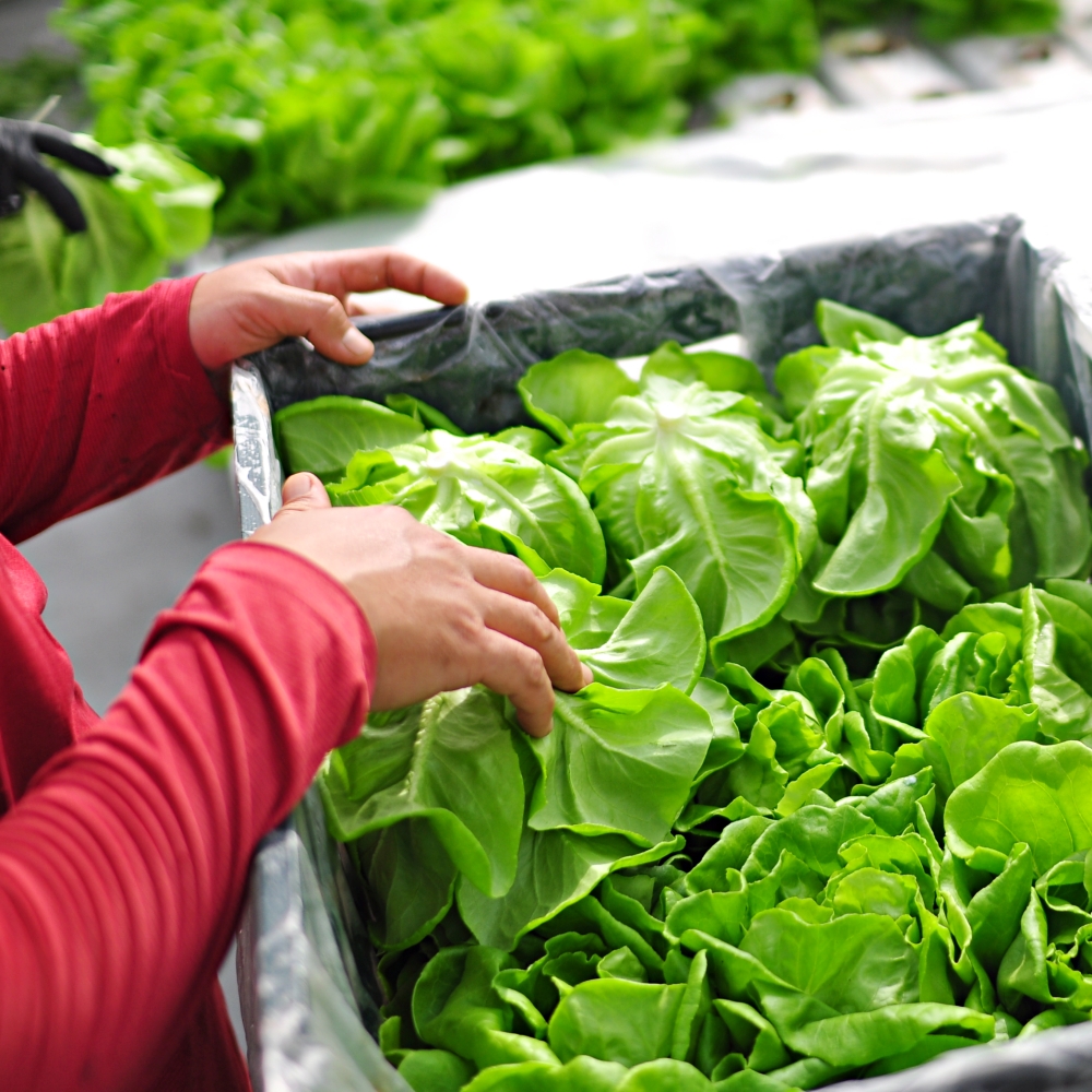 [친환경생산]무농약 샐러드 야채 대용량 믹스 유러피안 샐러드용 채소 정기배송 구독