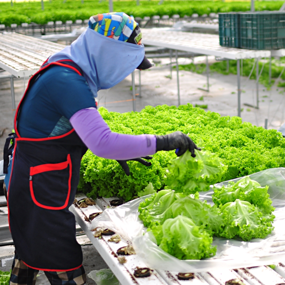 [친환경생산]무농약 샐러드 야채 대용량 믹스 유러피안 샐러드용 채소 정기배송 구독
