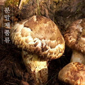 류충현 노루궁뎅이버섯 분말 100% 베타글루칸 베타카로틴 면역 위장 건강... 맛있게 먹은 솔직 후기 - 상품 이미지 3
