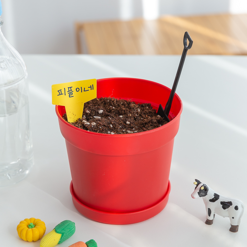 방울토마토 무지개화분 씨앗 새싹 재배 키우기 세트 DIY 키트 - 상세 이미지 4