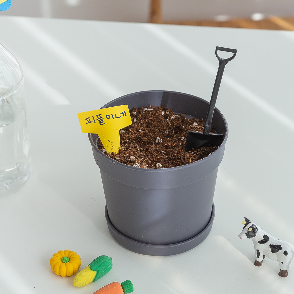 강낭콩 무지개화분 씨앗 새싹 재배 키우기 세트 DIY 키트 - 상세 이미지 4