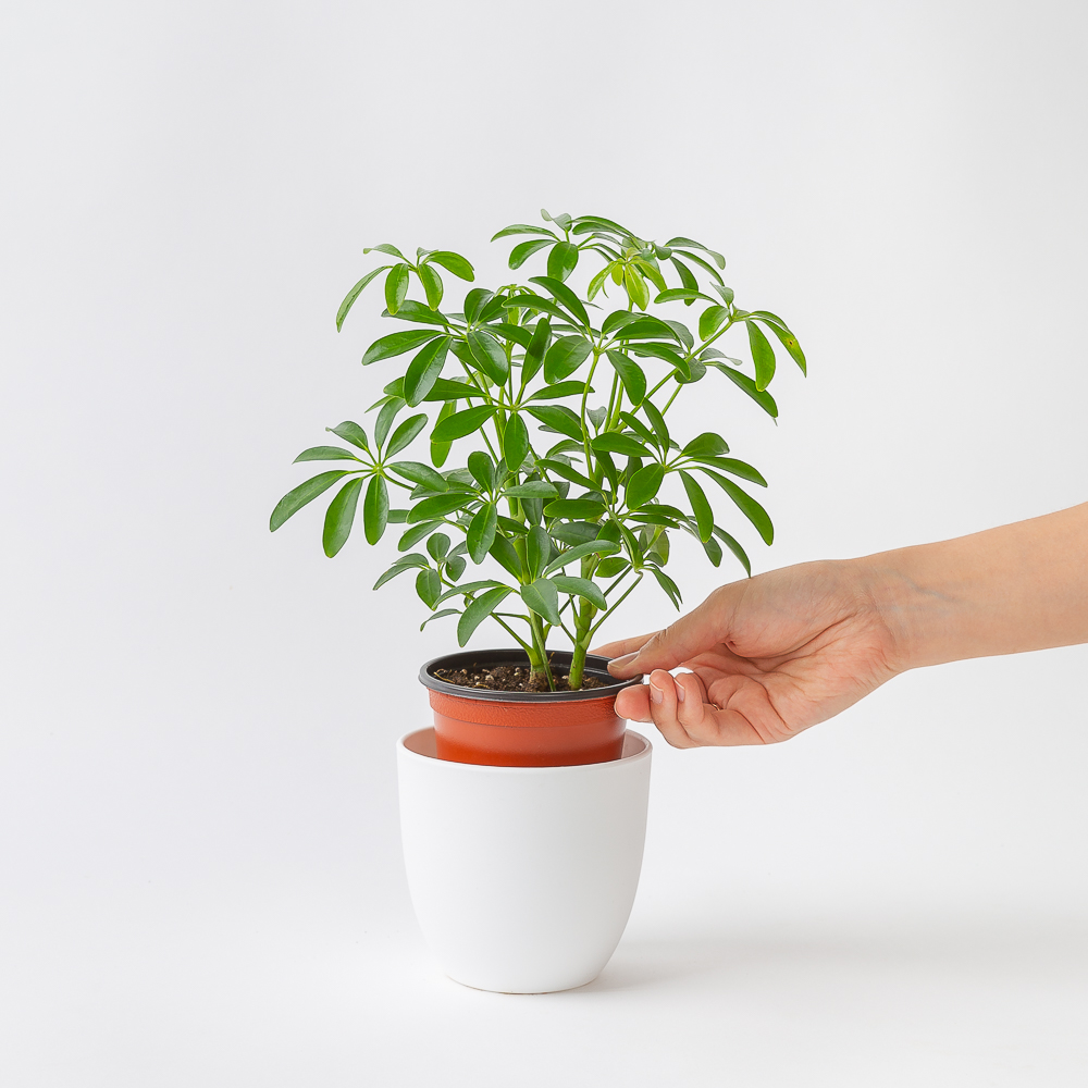 홍콩야자 플랜테리어 화초 키우기 쉬운 음지 반려식물 인테리어 넝쿨 덩굴 실내공기정화식물