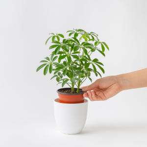 홍콩야자 플랜테리어 화초 키우기 쉬운 음지 반려식물 인테리어 넝쿨 덩굴 ... 실사용 후기 | 효과 있을까? - 상품 이미지 3