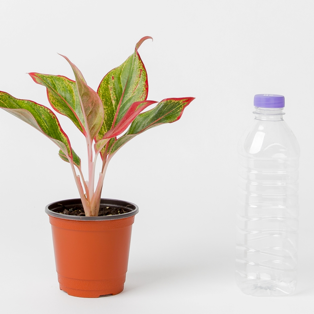 아글라오네마 오로라 실내공기정화식물 플랜테리어 음지식물