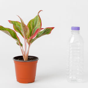 아글라오네마 오로라 실내공기정화식물 플랜테리어 음지식물 실사용 후기 | 효과 있을까? - 상품 이미지 4