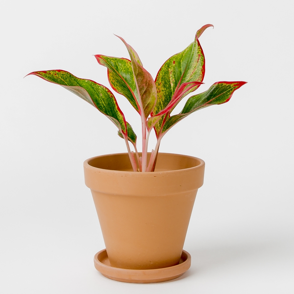 아글라오네마 오로라 실내공기정화식물 플랜테리어 음지식물