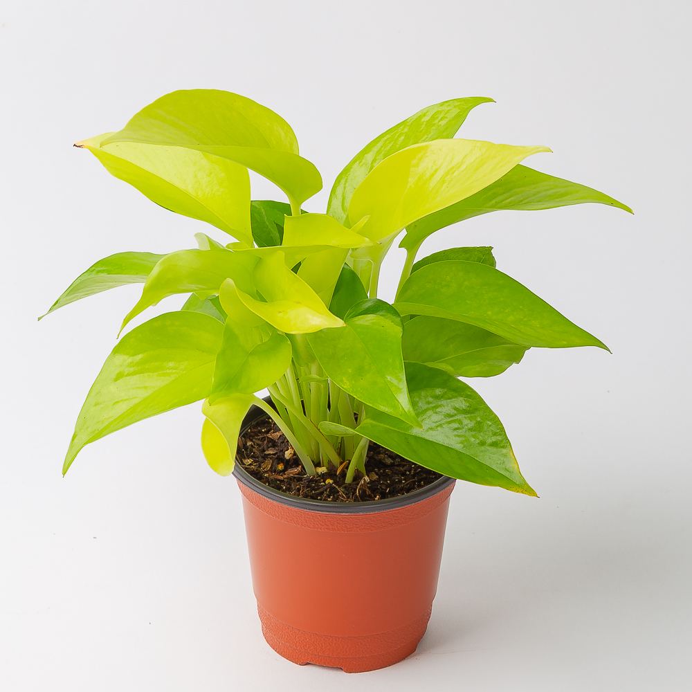 형광 스킨답서스 실내공기정화식물 플랜테리어 음지식물