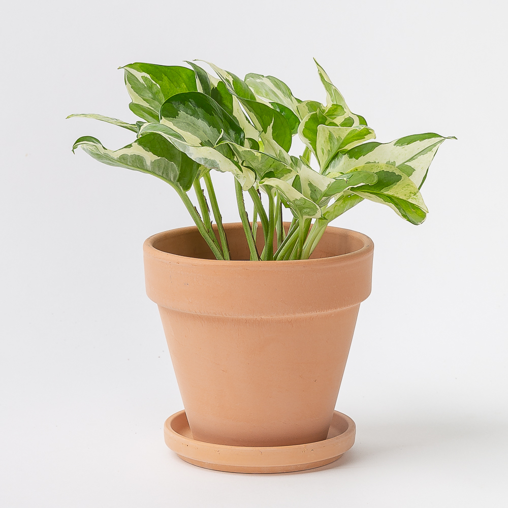 엔조이 스킨답서스 실내공기정화식물 플랜테리어 음지식물 이미지 2