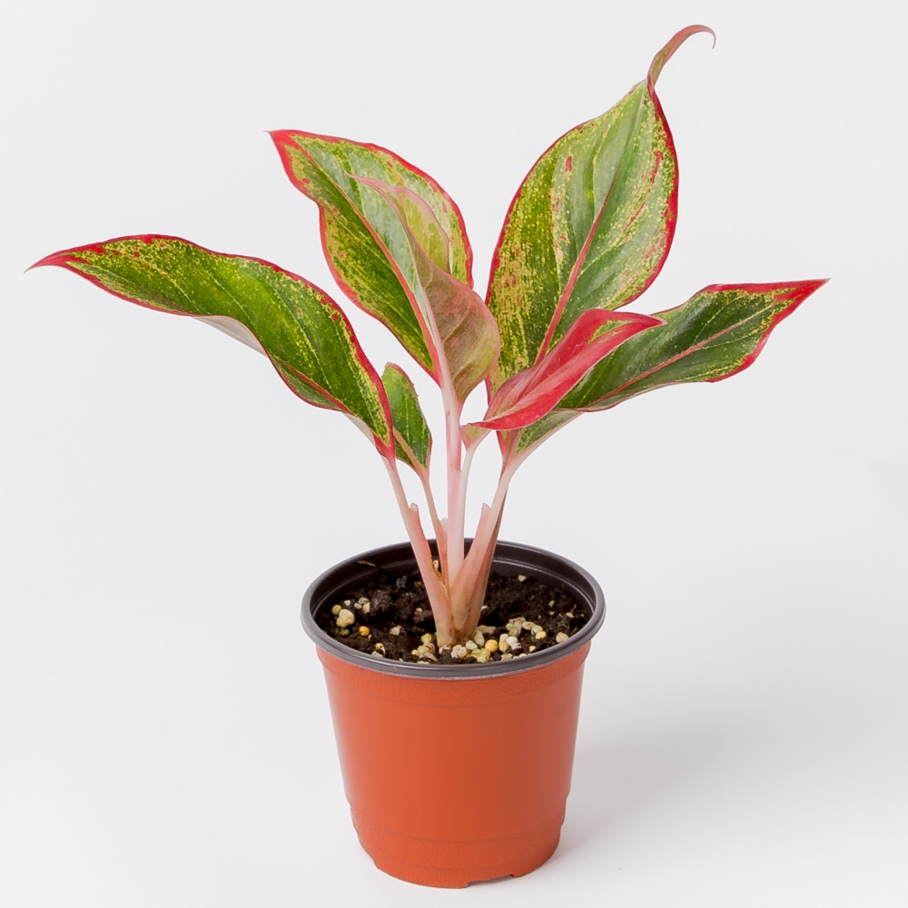 아글라오네마 오로라 실내공기정화식물 플랜테리어 음지식물