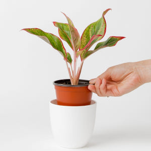 아글라오네마 오로라 실내공기정화식물 플랜테리어 음지식물 실사용 후기 | 효과 있을까? - 상품 이미지 3