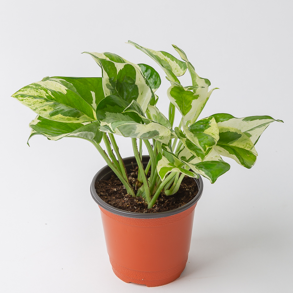 엔조이 스킨답서스 실내공기정화식물 플랜테리어 음지식물