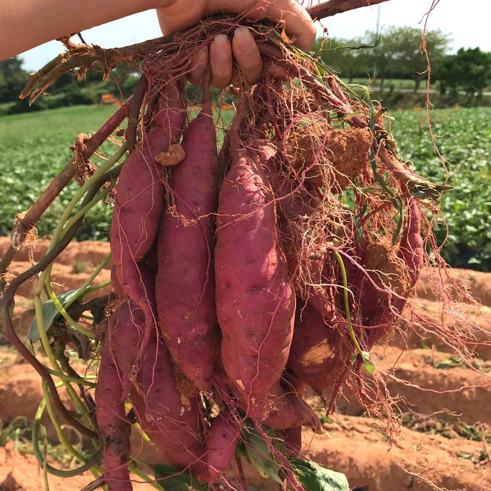 꿀 고구마 3kg 5kg 호박고구마 베니하루카