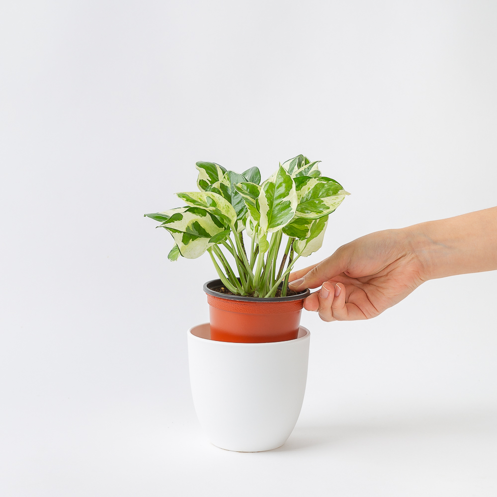 엔조이 스킨답서스 실내공기정화식물 플랜테리어 음지식물 이미지 3