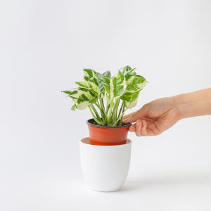 엔조이 스킨답서스 실내공기정화식물 플랜테리어 음지식물 실사용 후기 | 효과 있을까? - 상품 이미지 3