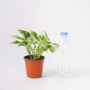 엔조이 스킨답서스 실내공기정화식물 플랜테리어 음지식물 실사용 후기 | 효과 있을까? - 상품 이미지 4