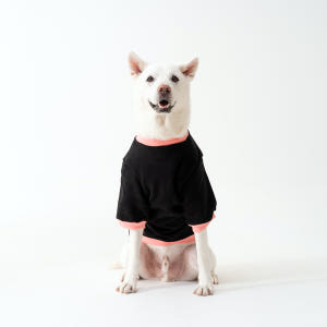 대형견옷 강아지 맨투맨 기모 티셔츠 실내복 중형견옷 리트리버 솔직 후기 | 실제 사용자 리뷰 총정리 - 상품 이미지 3