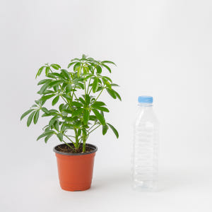 홍콩야자 플랜테리어 화초 키우기 쉬운 음지 반려식물 인테리어 넝쿨 덩굴 ... 실사용 후기 | 효과 있을까? - 상품 이미지 4