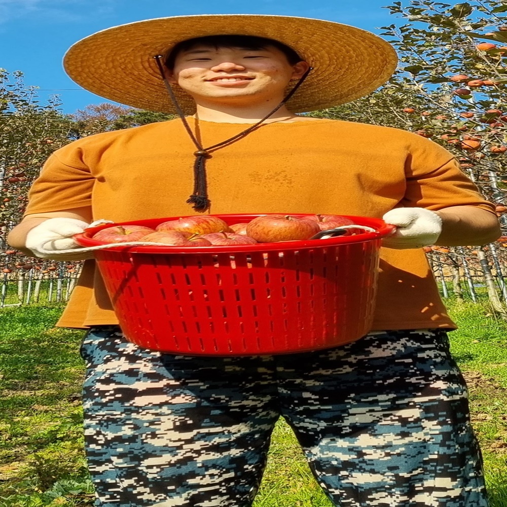 강원도사과 5키로 햇사과 꼬마사과 부사 미니사과 5kg 쥬스용 보조개사과 한입사과 2kg - 상세 이미지 5