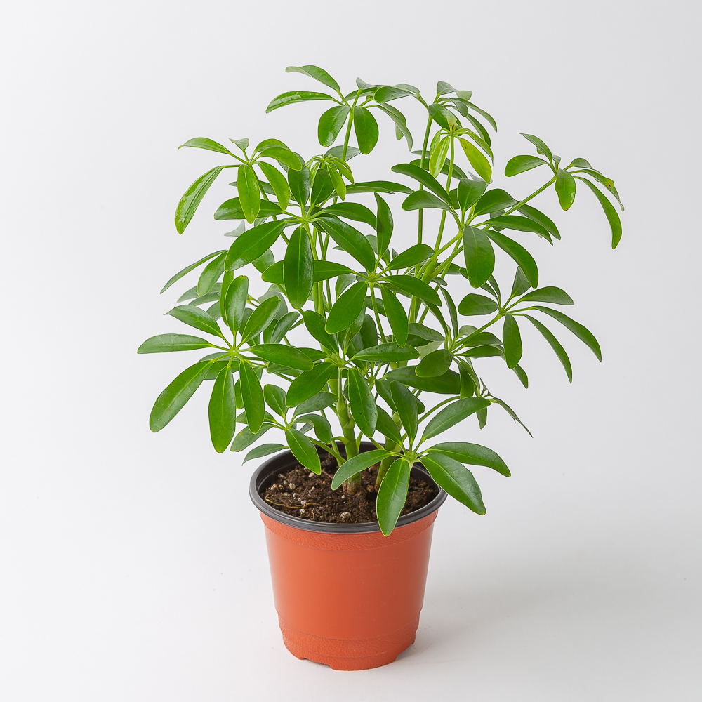 홍콩야자 플랜테리어 화초 키우기 쉬운 음지 반려식물 인테리어 넝쿨 덩굴 실내공기정화식물