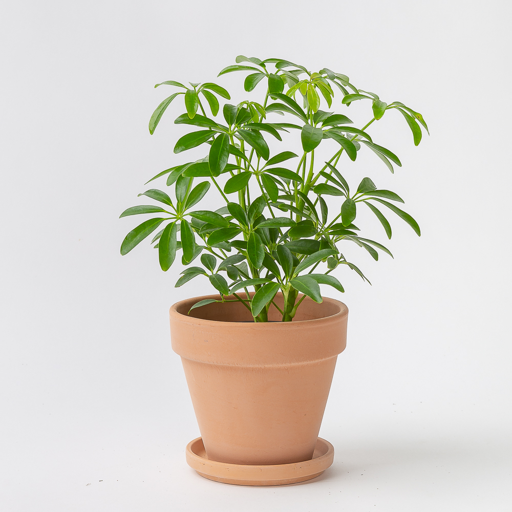 홍콩야자 플랜테리어 화초 키우기 쉬운 음지 반려식물 인테리어 넝쿨 덩굴 실내공기정화식물