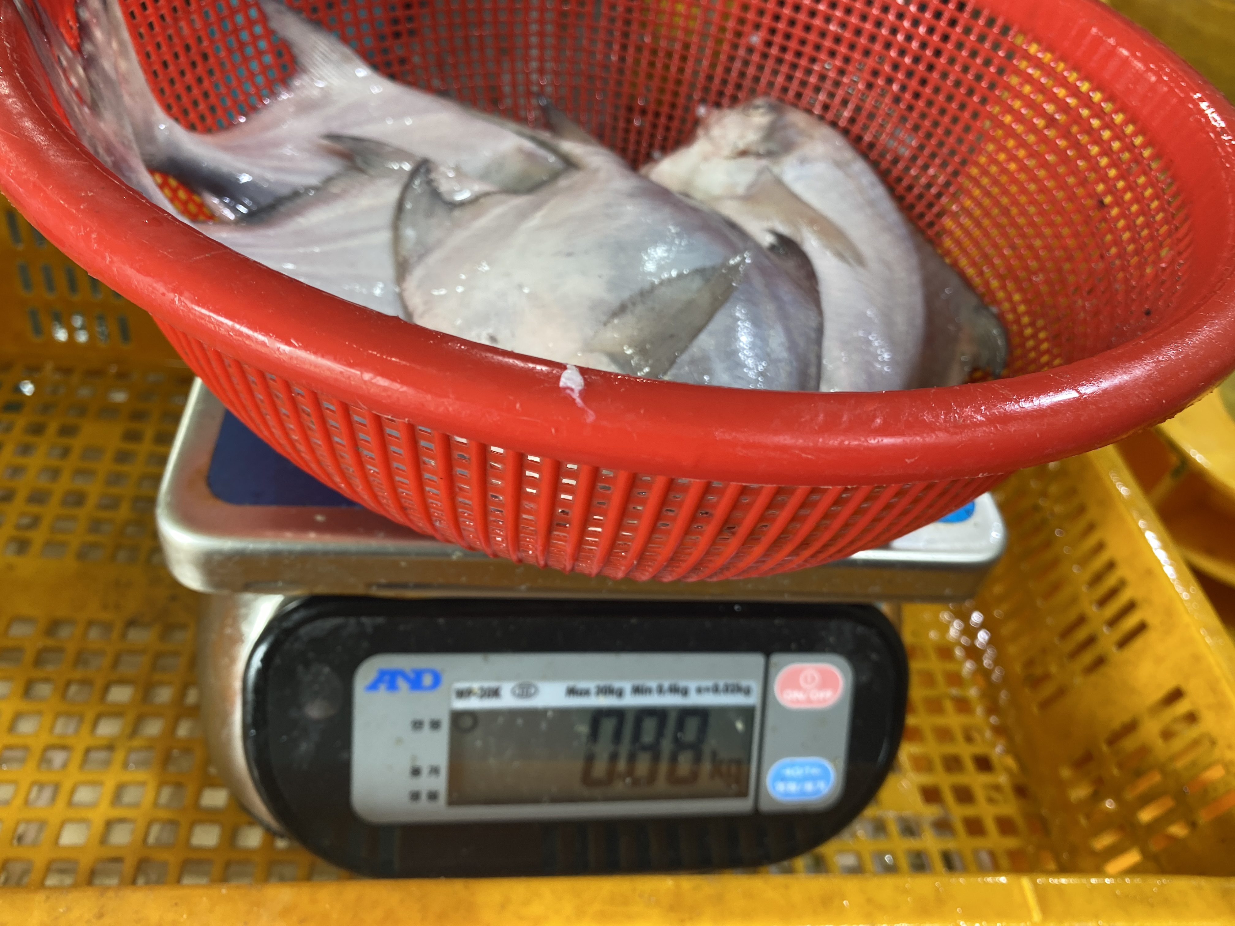 (산지직송) 남해안 손질 병어 횟감 구이 조림 세꼬시 냉동 - 상세 이미지 5