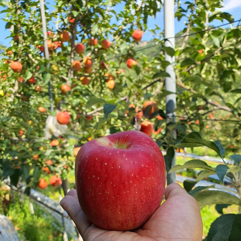 두리봉꿀사과 스토어 로고