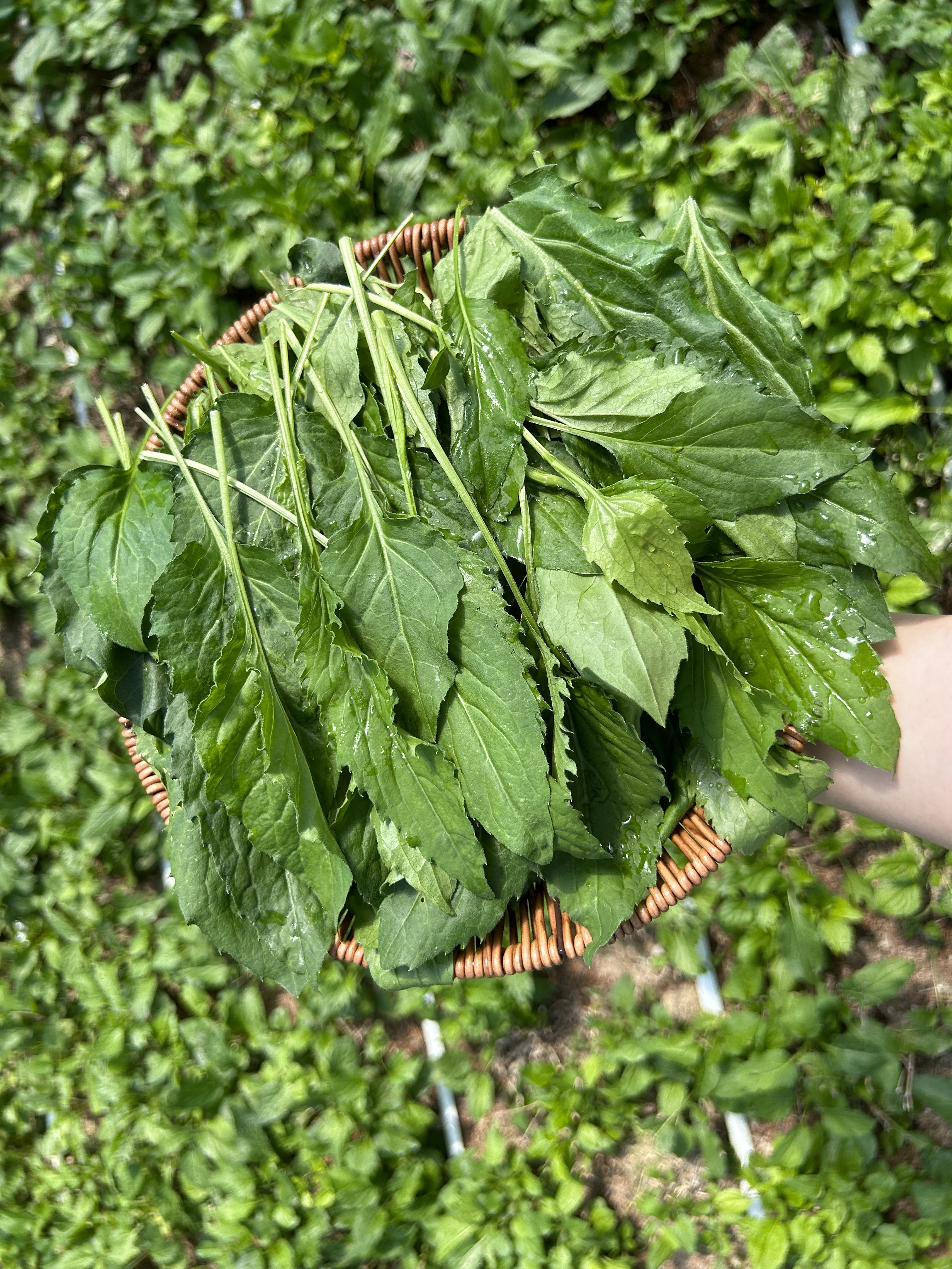 [당일수확] 호명산 부지깽이 1kg 취나물 쑥부쟁이 부지갱이 국내산 봄나물 생 부지깽이나물 건나물 - 상세 이미지 2