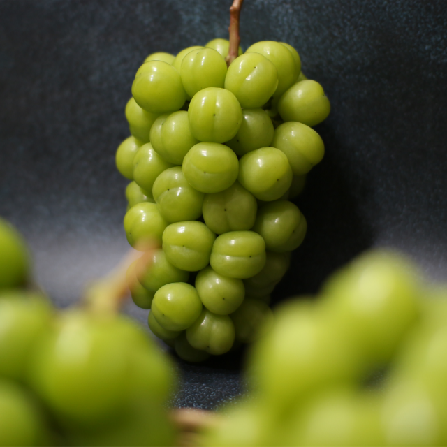 GAP 고당도 프리미엄 경북 김천 샤인머스켓