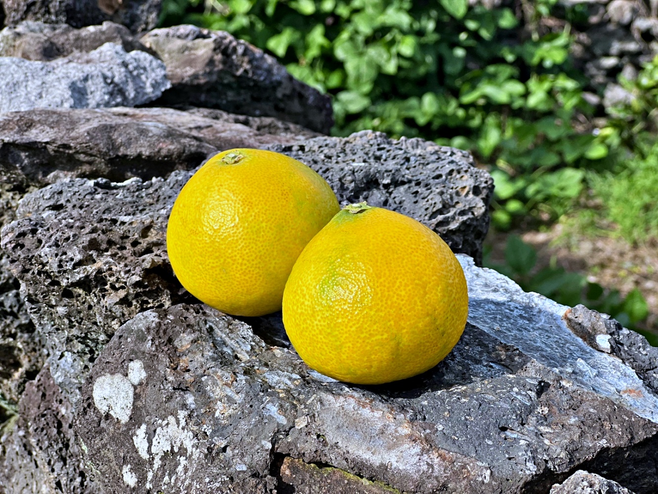 황금향 노지감귤 1kg 2kg 3kg 소과 중과 대과 가정용 선물용 제주 산지직송 - 메인 이미지