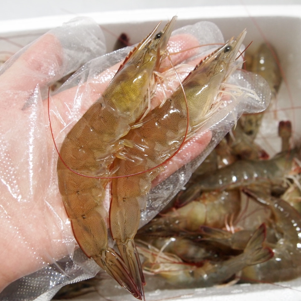 대하 왕새우 흰다리새우1kg 소금구이 대하구이