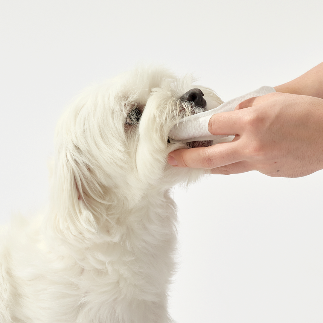 플라고 손가락 칫솔 패드 강아지 고양이 양치 입냄새 치석 관리 일회용 60개입, 2개