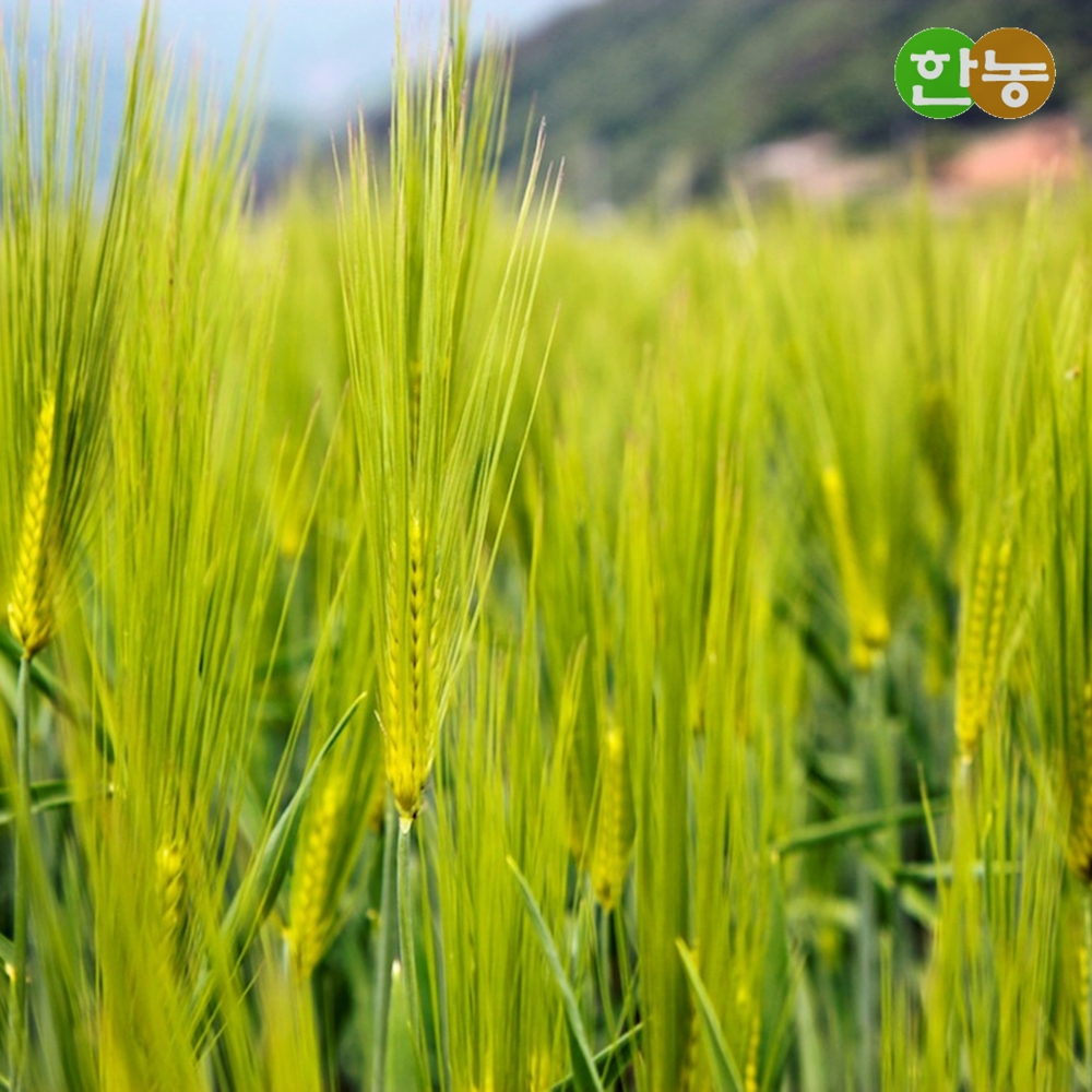 청보리 종자 씨앗 5kg - 우수종자 한농마트 녹비종자 : 한농마트