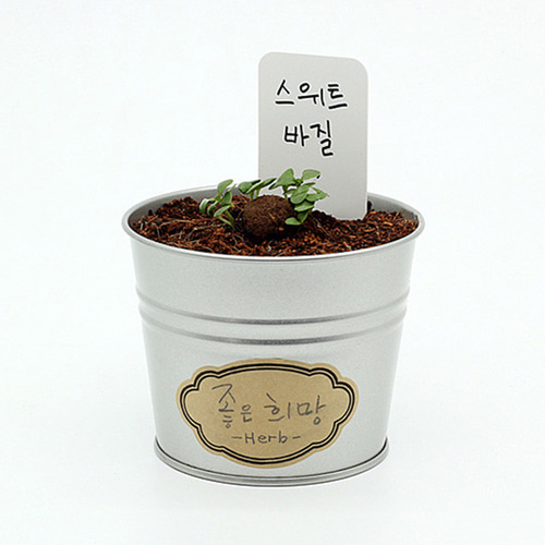 스위트바질 허브 바질 재배 기르기 키우기 씨드볼 - 상세 이미지 5