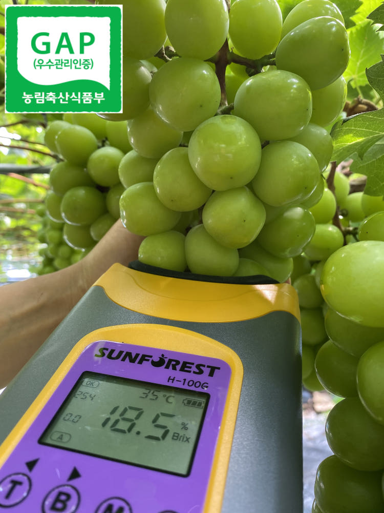 고당도 대부도 샤인머스켓 대부곳간 2kg,3kg,4kg 산지직송18브릭스 에어셀 안전택배 : 위대한가업