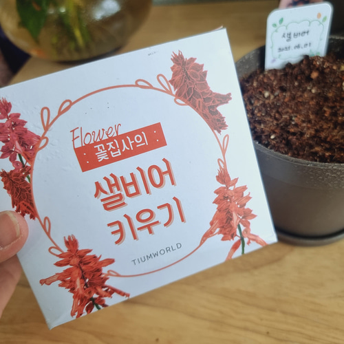 샐비어키우기 사루비아 씨앗 재배 키트 이미지 8