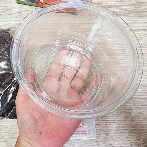 바질 스윗바질 씨앗 키우기 식목일 어린이집 식물키트 - 상세 이미지 3