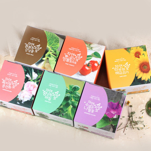 봉선화 씨앗 키우기 저면관수 초보자형 식물키트 - 상세 이미지 3
