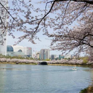 한국  서울 | 강남 벚꽃 투어 솔직 후기 | 실사용자 리뷰 분석 - 상품 이미지 1